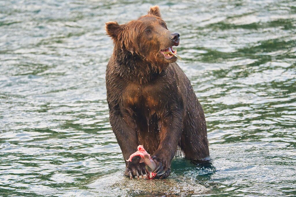 Unknown bear eating dinner 0448