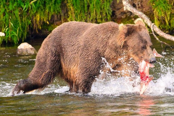 Bucky and his catch