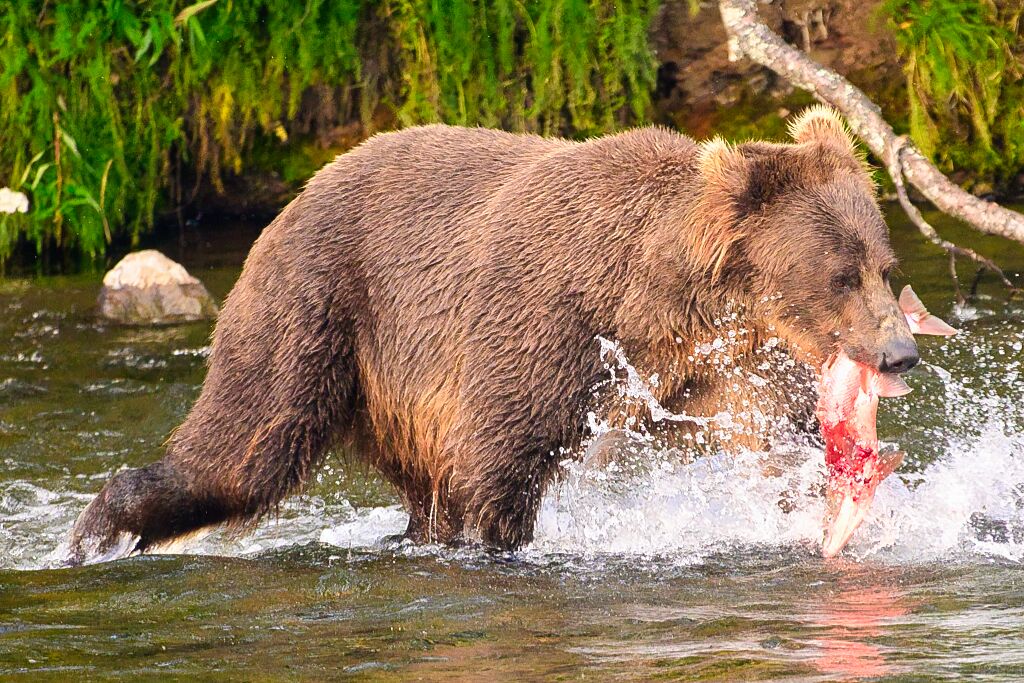 Bucky and his catch 462