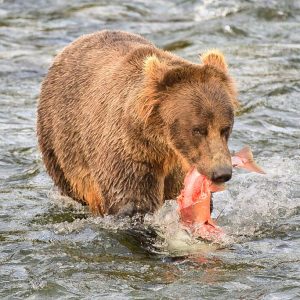 Bucky Dent and his catch 0473