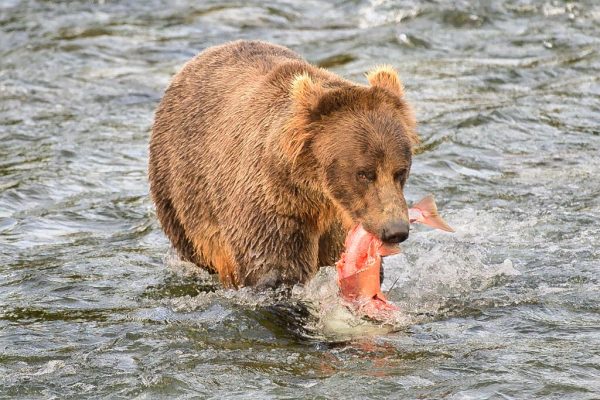 Bucky Dent and his catch 0473