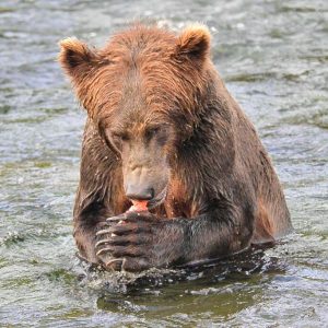 Bucky eating his catch