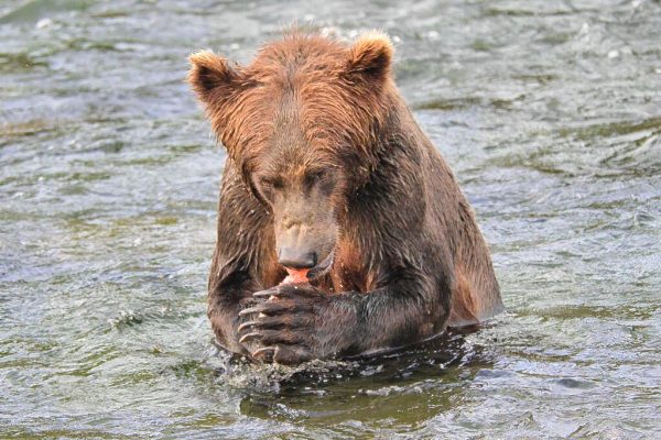 Bucky eating his catch