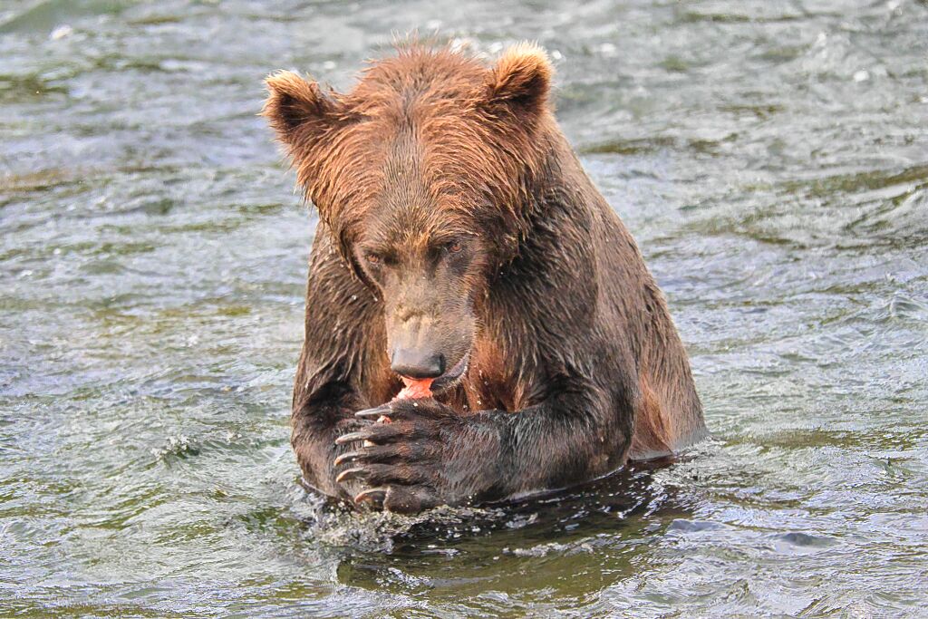 Bucky eating his catch 0503