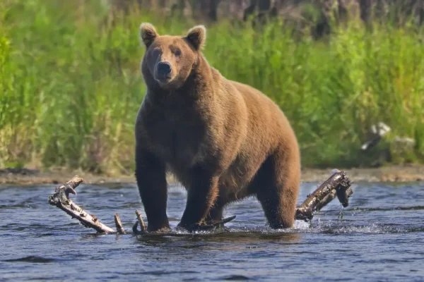 Bear 901 in the river