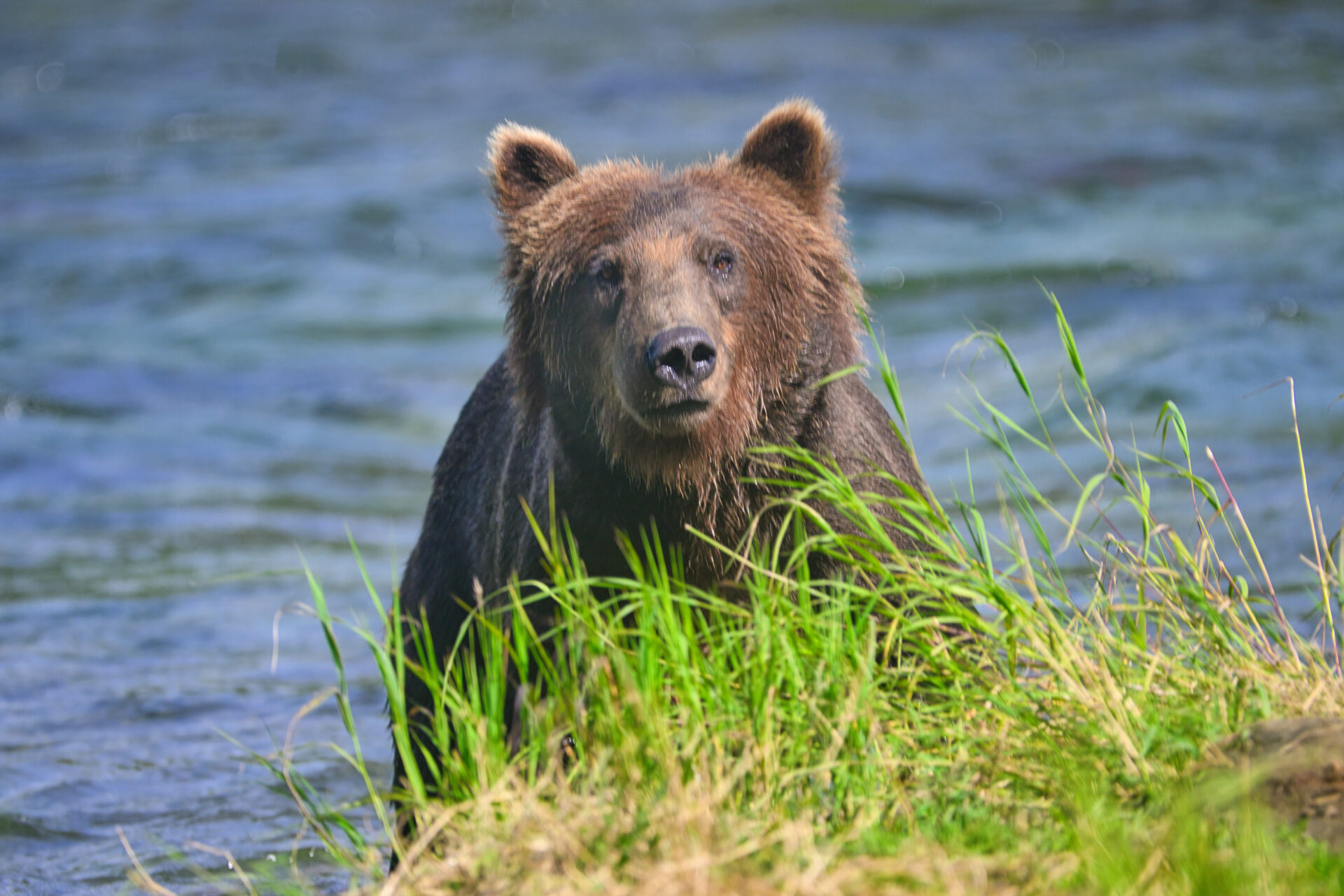 Unknown bear at Brooks River 1325