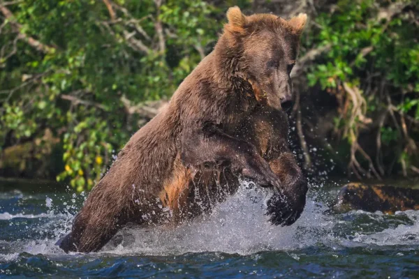 Unknown bear dives for fish in the river