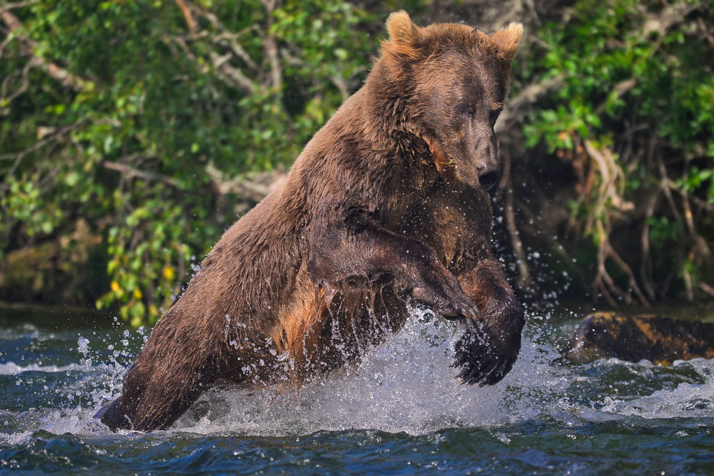 Unknown bear makes a dive for a fish in the river.