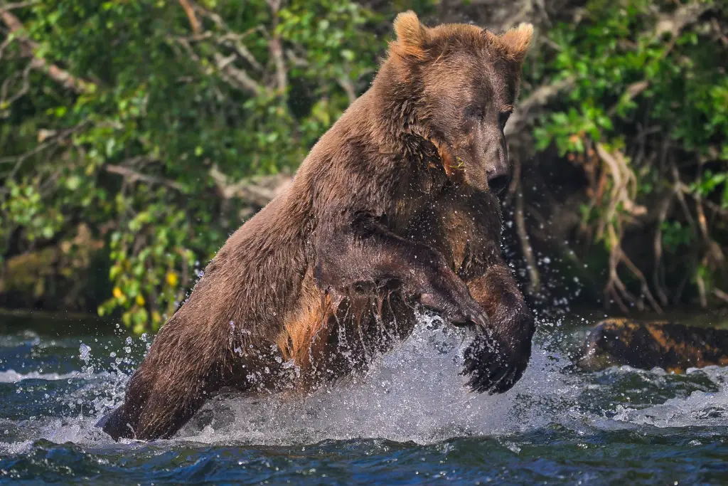 Unknown bear makes a dive for a fish in the river.