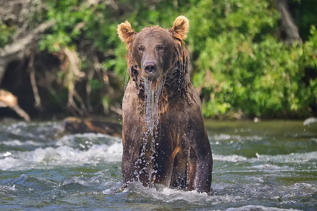 Unknown bear after diving for a salmon