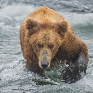 Pepper (Bear 821) in Brooks River