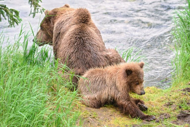Bear 402 and Hedgie