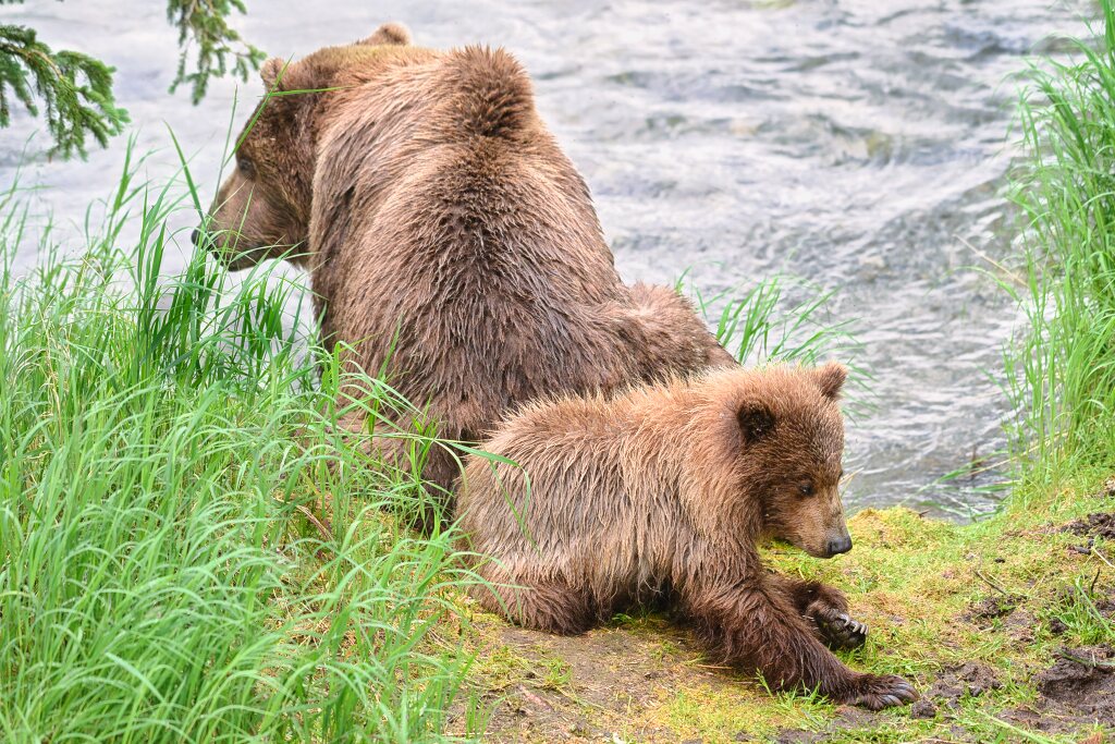 Bear 402 and Hedgie