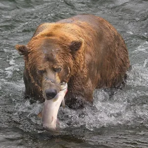 Chunk (Bear 32) with his catch