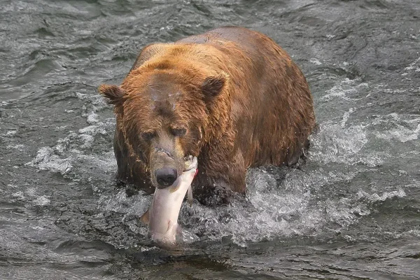 Chunk (Bear 32) with his catch