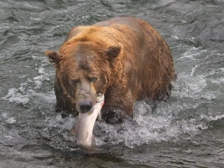 Chunk (32) and his meal