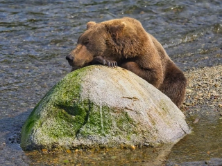 It's been a hard day...Bear 910