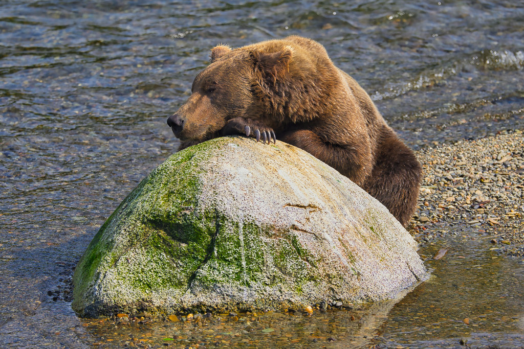 It's been a hard day...Bear 910