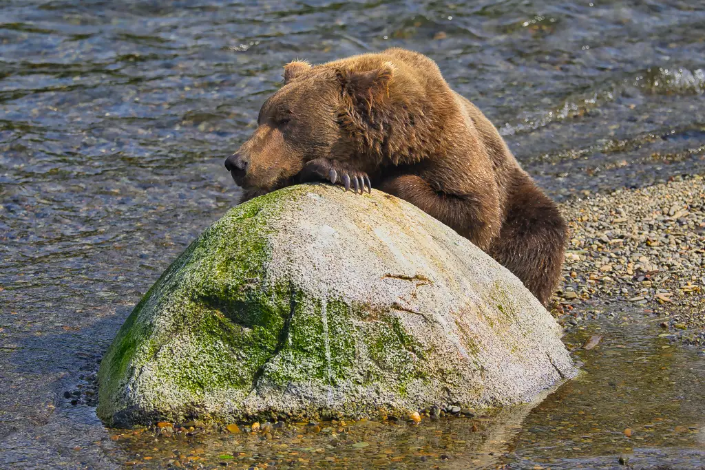 It&#039;s been a hard day...Bear 910