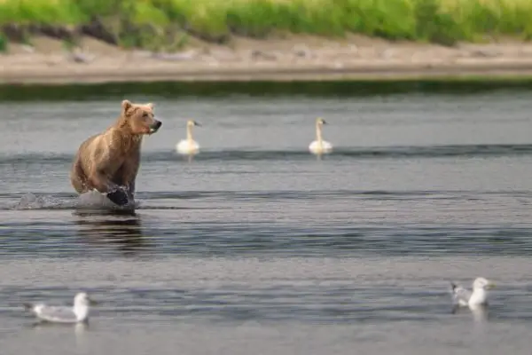 Bear 133 and the swans