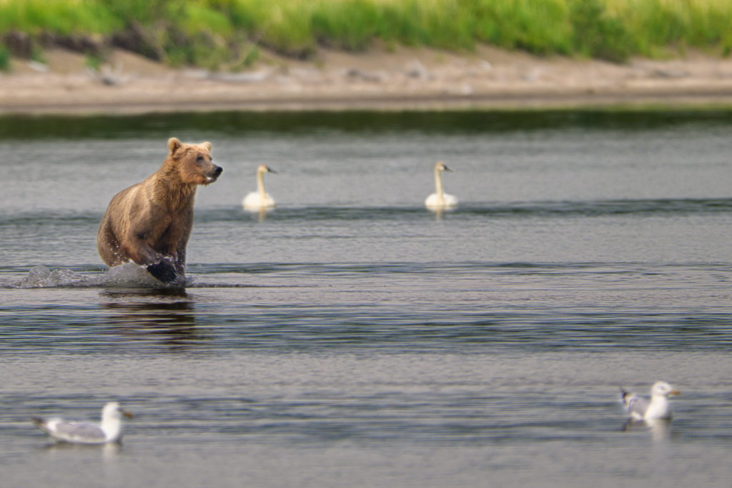 Bear 133 and the swans