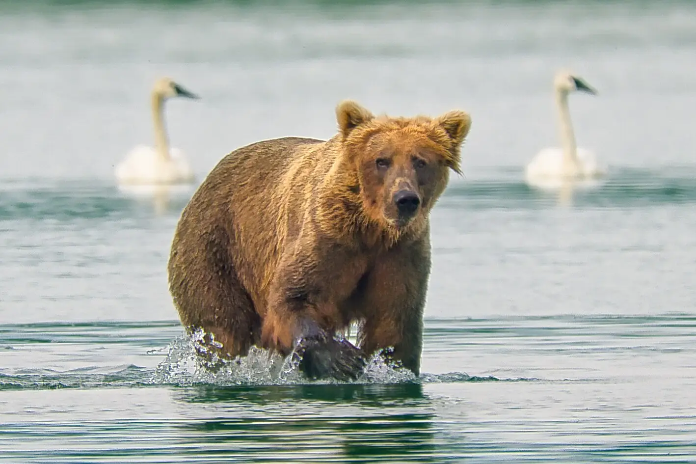 Bear 133 and the swans 7754