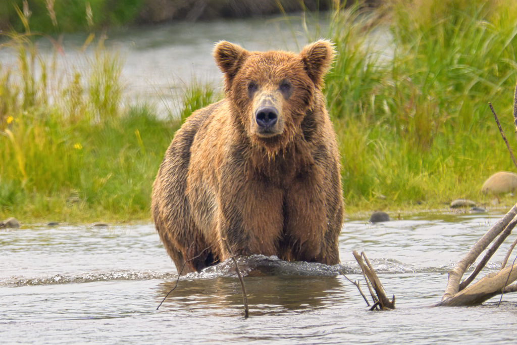 Bear 94 at Margot Creek 7867