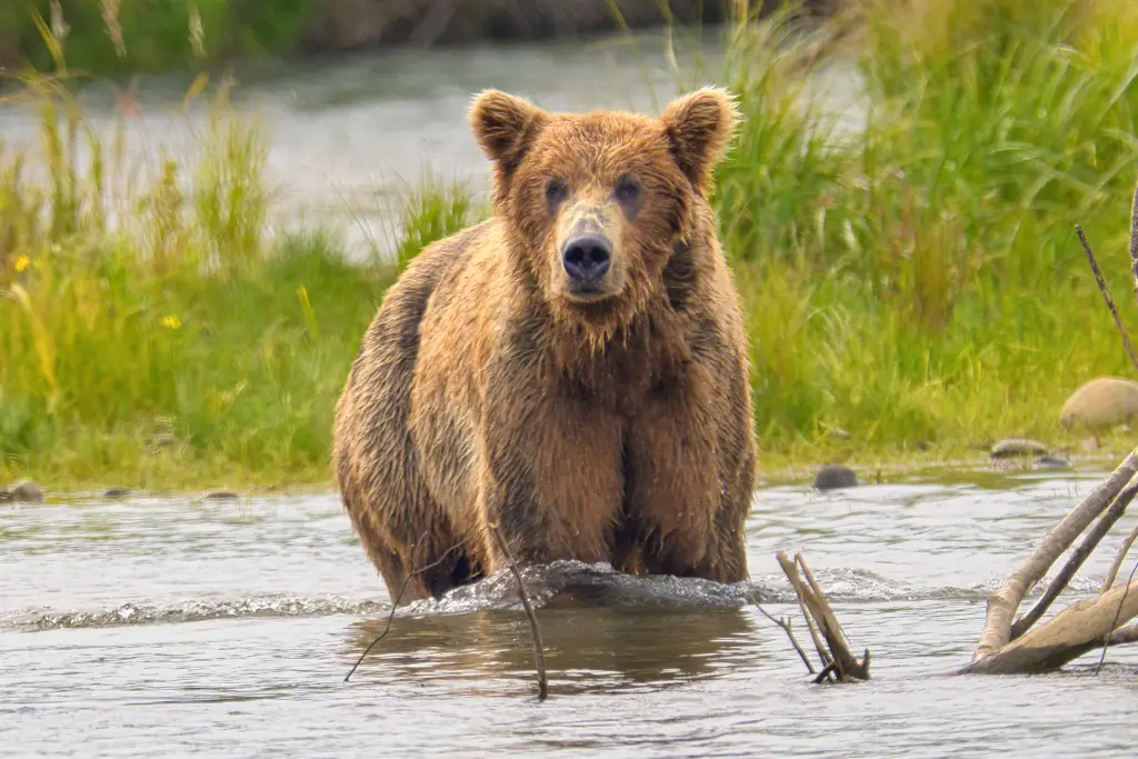 Bear 94 at Margot Creek 7867