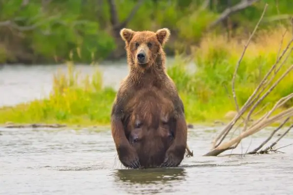 Bear 94 at Margot Creek