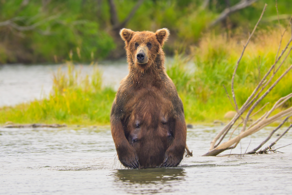 Bear 94 at Margot Creek standing