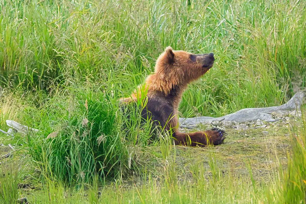 One of Bear 94&#039;s cubs at Margot Creek