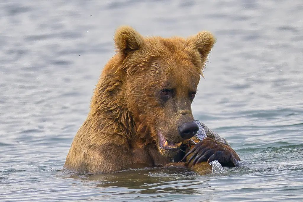 Bear 133 eating a stick