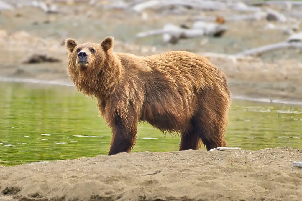 Unknown bear at Margot Creek 8088