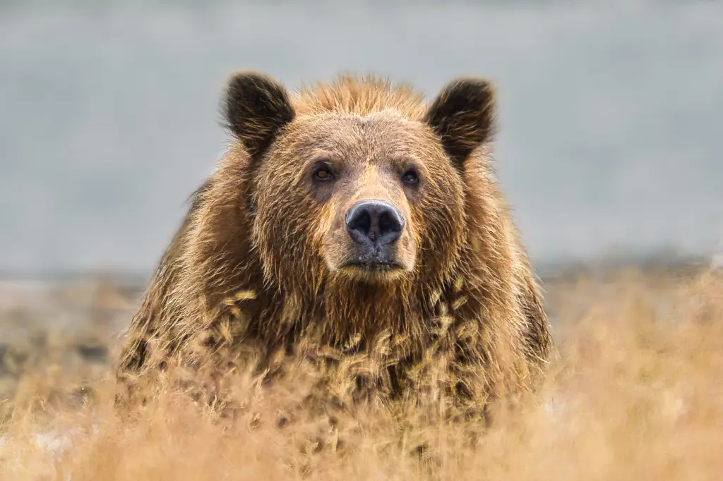 Unknown bear at Margot Creek 8121