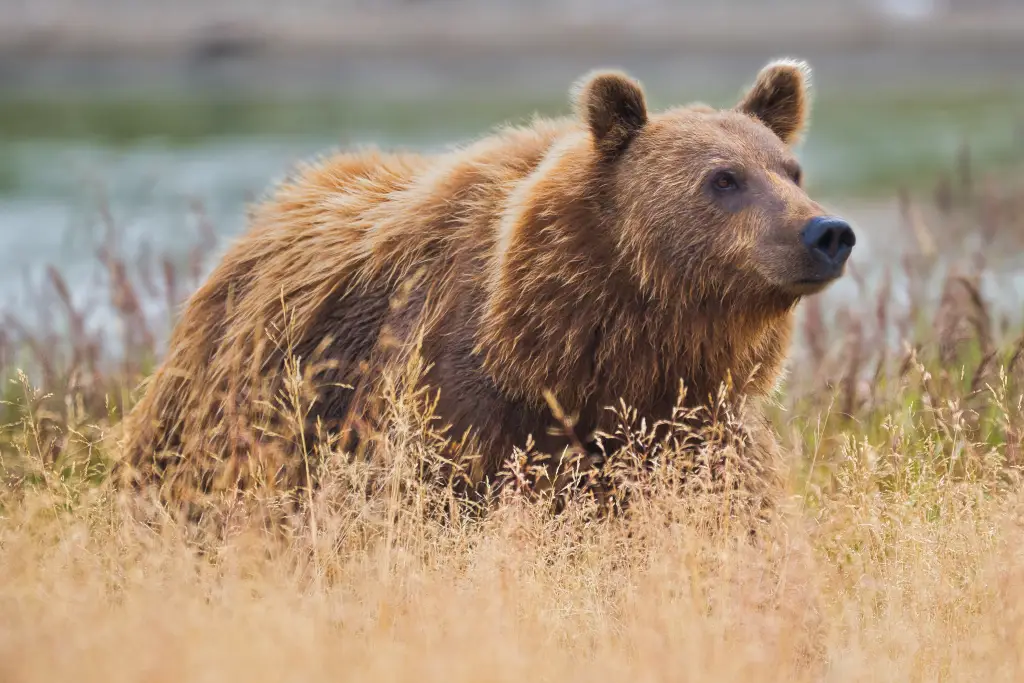 Unknown bear at Margot Creek 8133