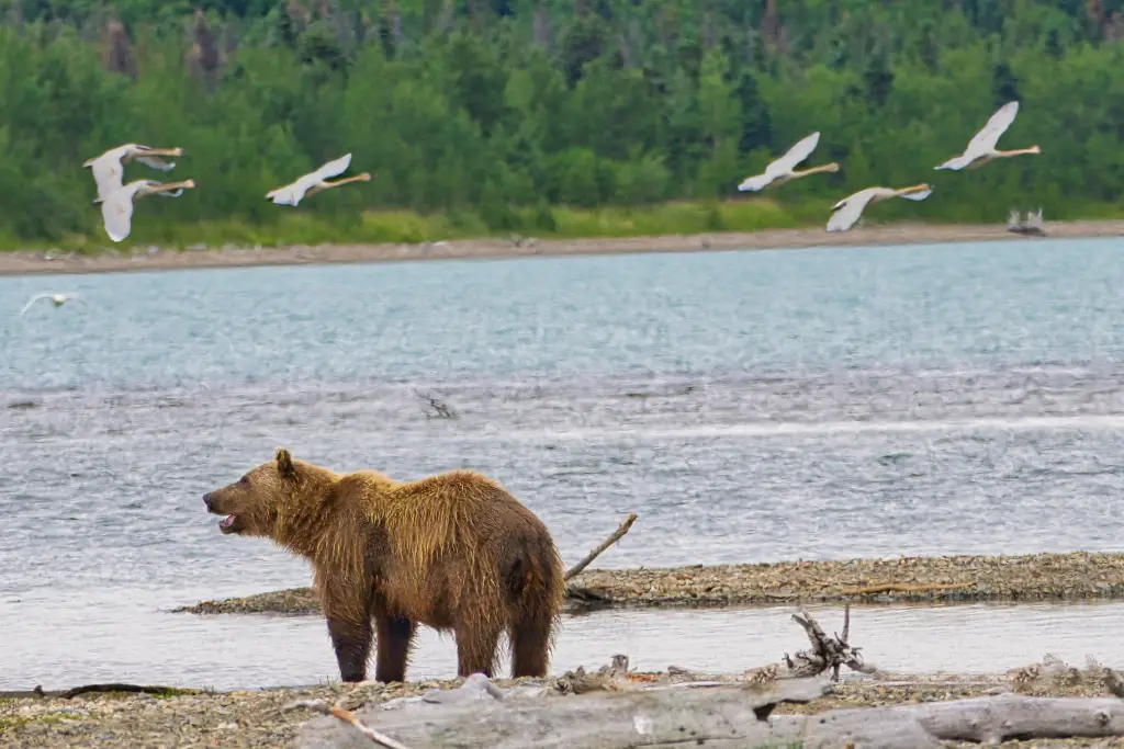 Bear 133 and the Trumpeter swans