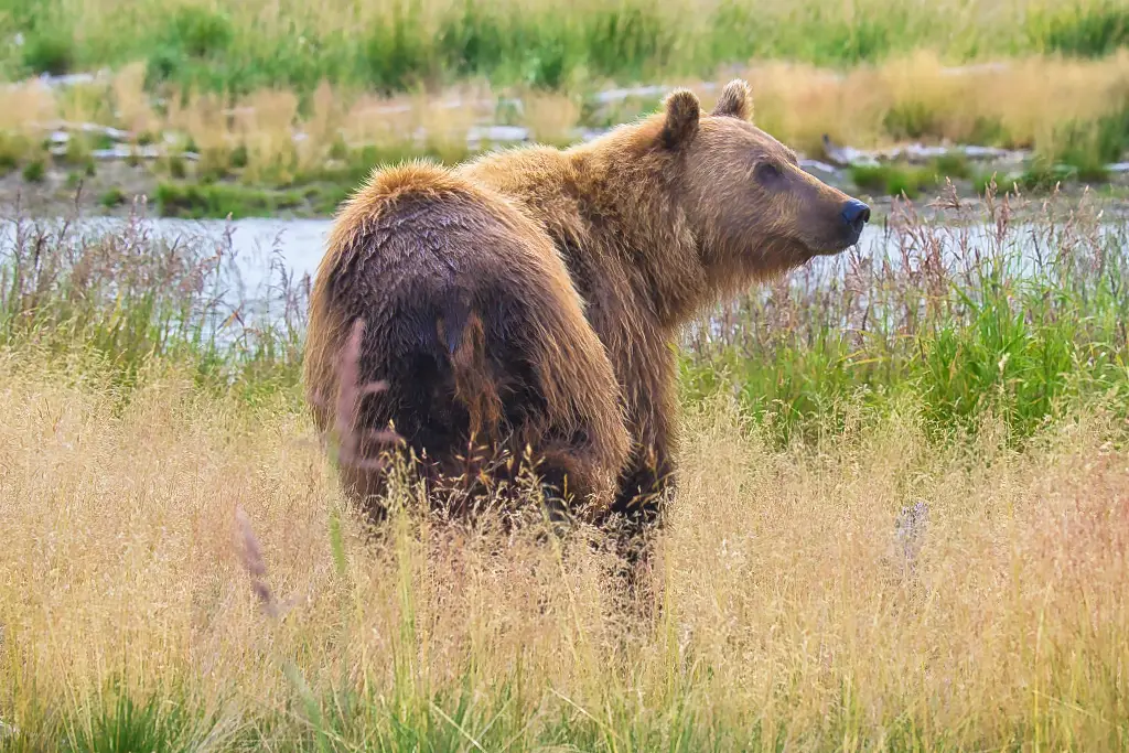 Unknown bear at Margot Creek 8191