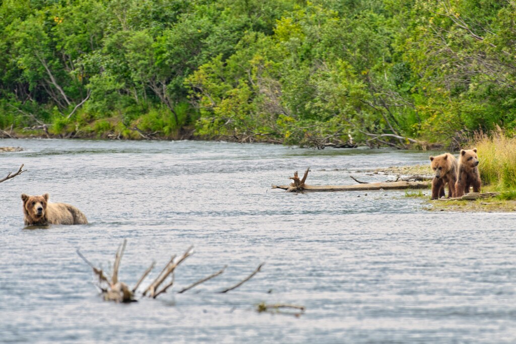 94 and cubs 8288 at Margot Creek