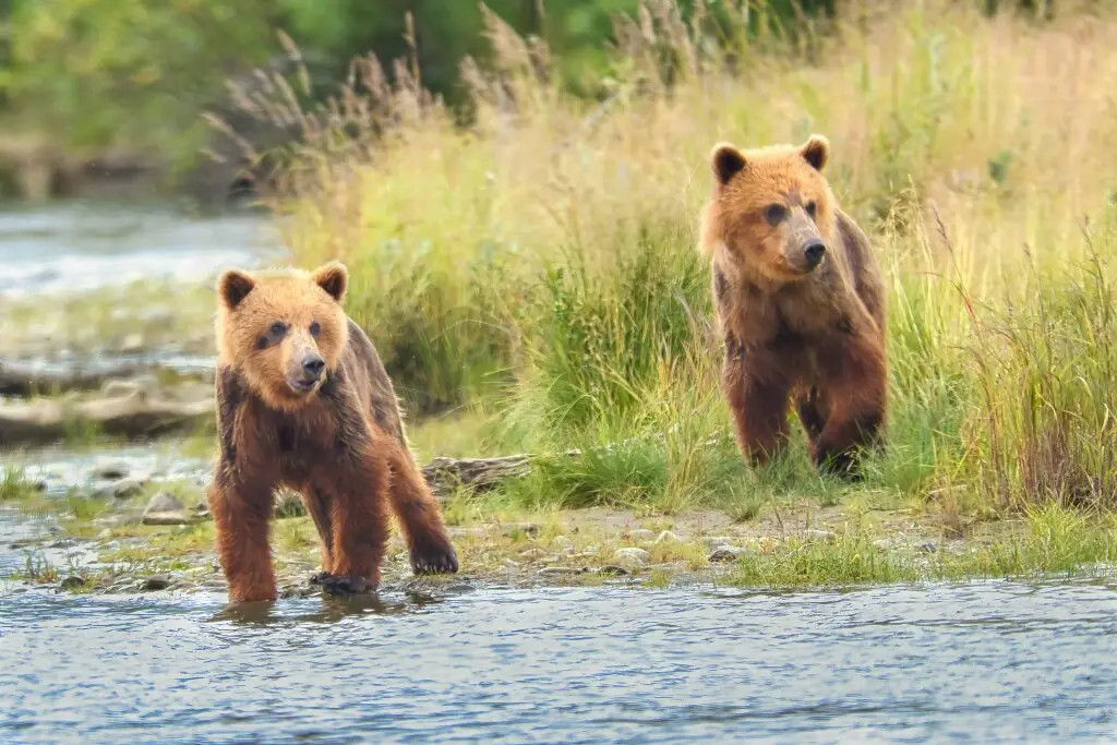94&#039;s cubs at Margot Creek