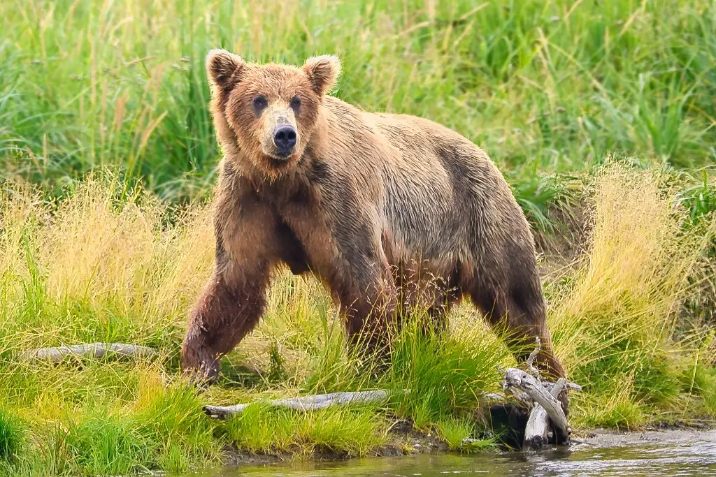 Bear 94 at Margot Creek 8305