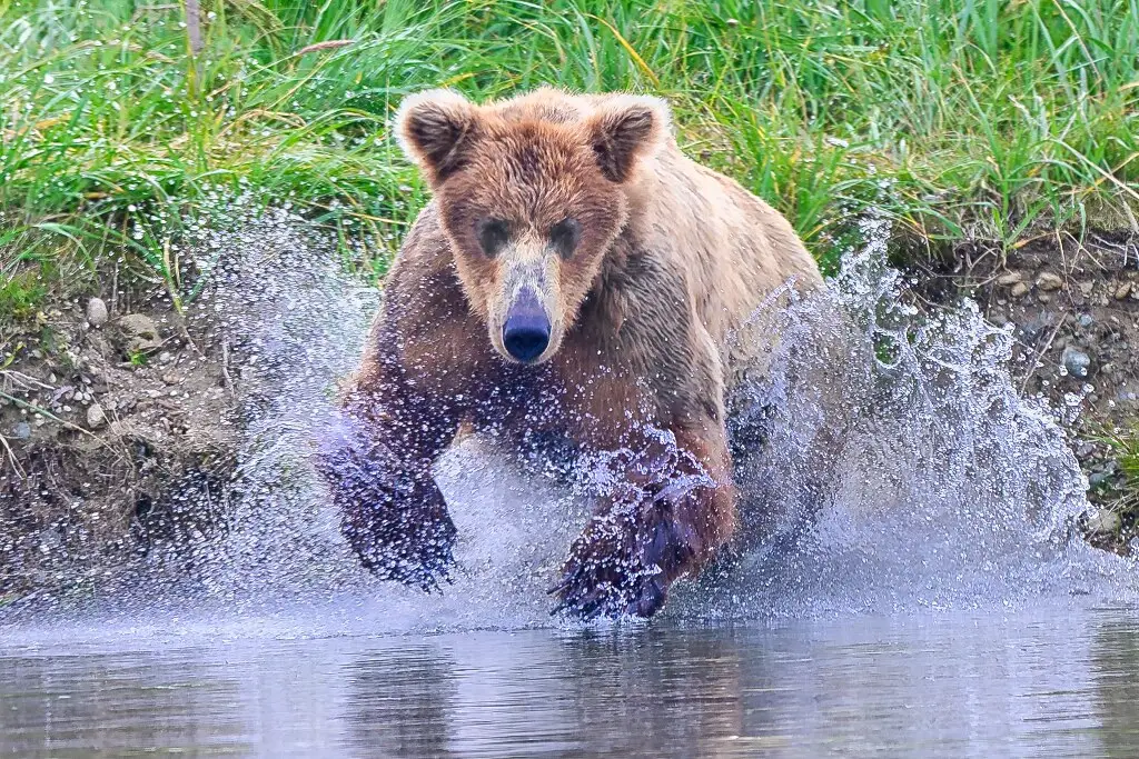 Bear 94 at Margot Creek 8313