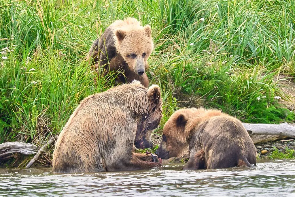 94 and her cubs at Margot Creek 8358