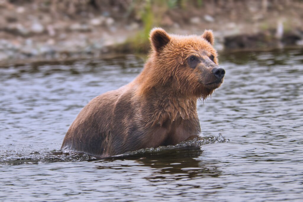 One of 94's cubs at Margot Creek 8456