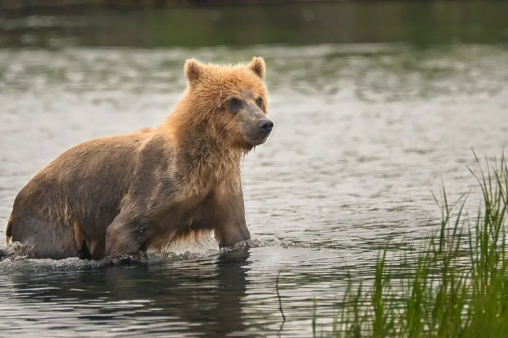 94&#039;s cub at Margot Creek 8473
