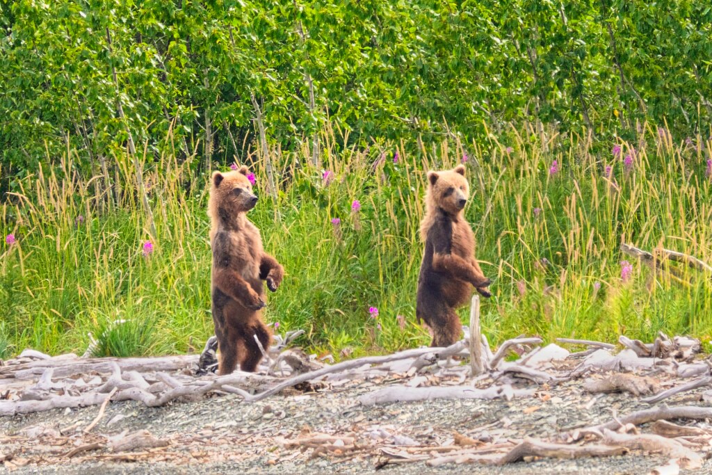 94's cubs at Margot Creek 8570
