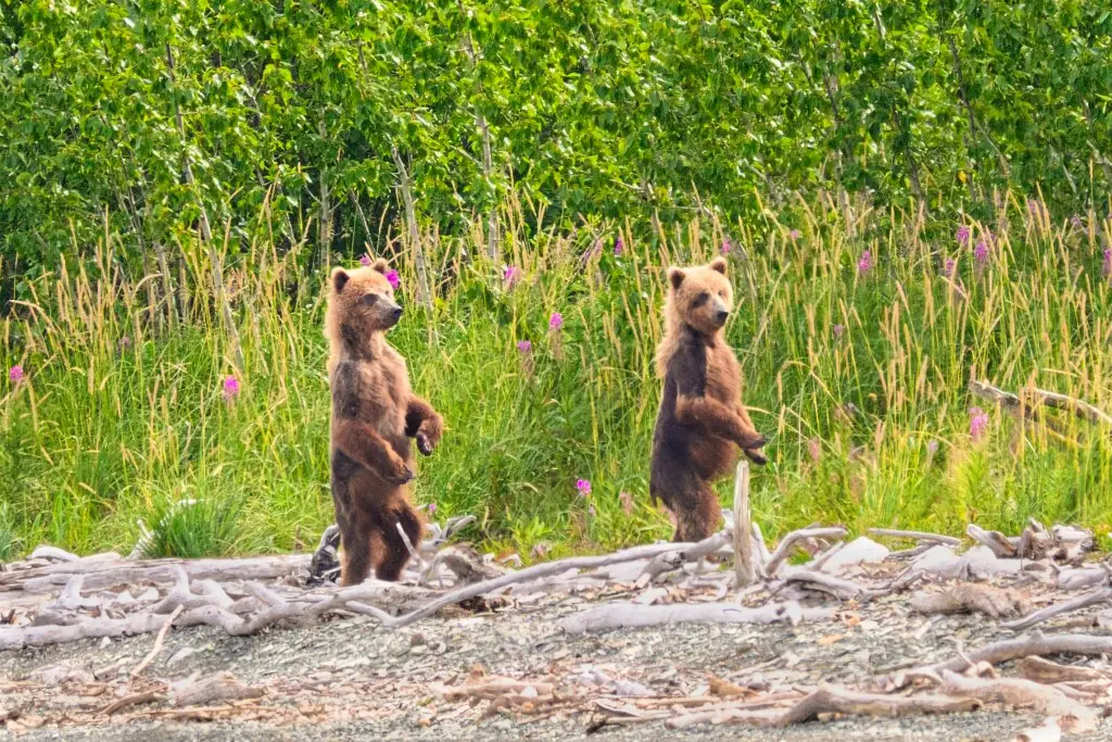 94&#039;s cubs at Margot Creek 8570
