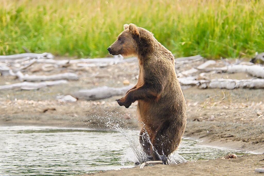 Bear 94 at Margot Creek 8603