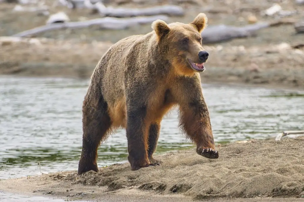 Bear 94 at Margot Creek 8613
