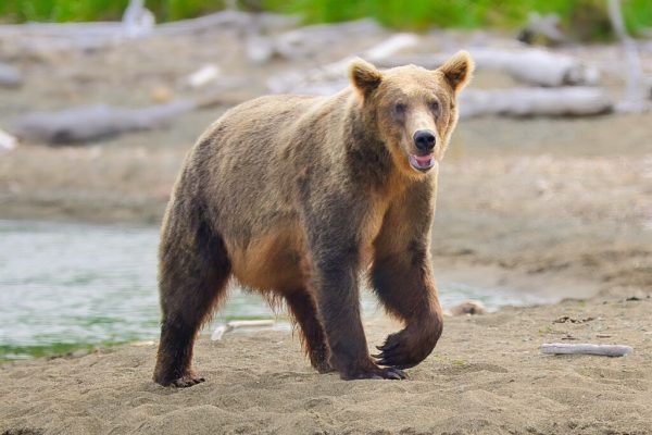 Bear 94 at Margot Creek
