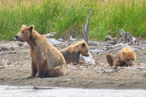 94 and cubs at Margot Creek